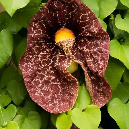 아파트 Patio Canario 아로나