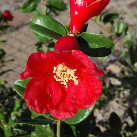 Patio Canario 아파트